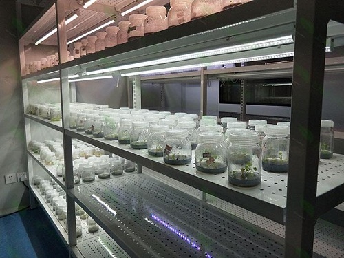 阜龙乡植物组织培养实验室设计建设方案